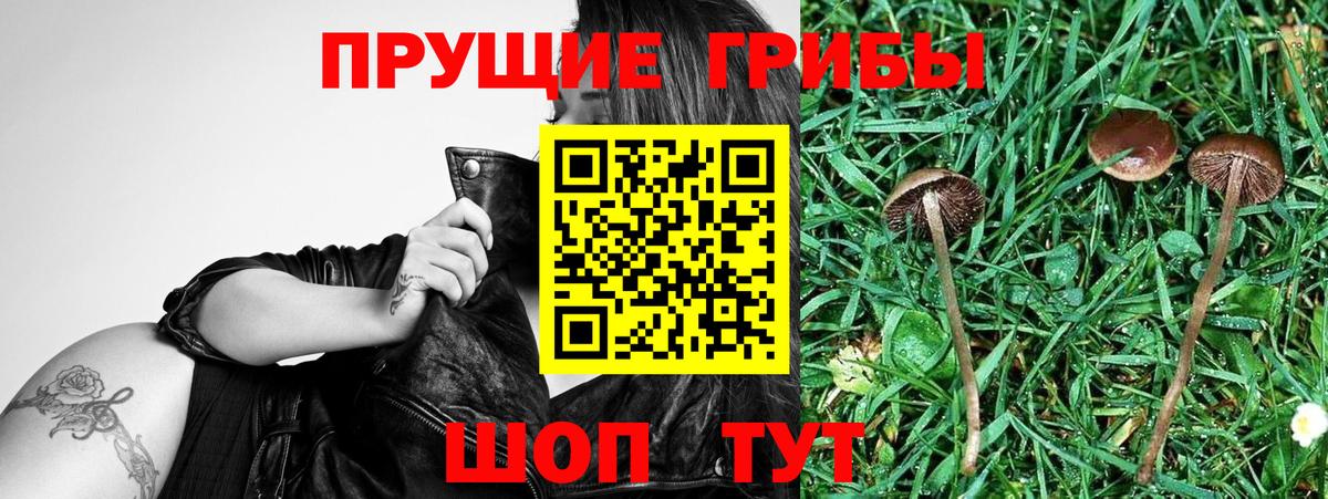 Галлюциногенные грибы GOLDEN TEACHER  Галлюциногенные грибы Cubensis  Кириши  Вход с VPN 